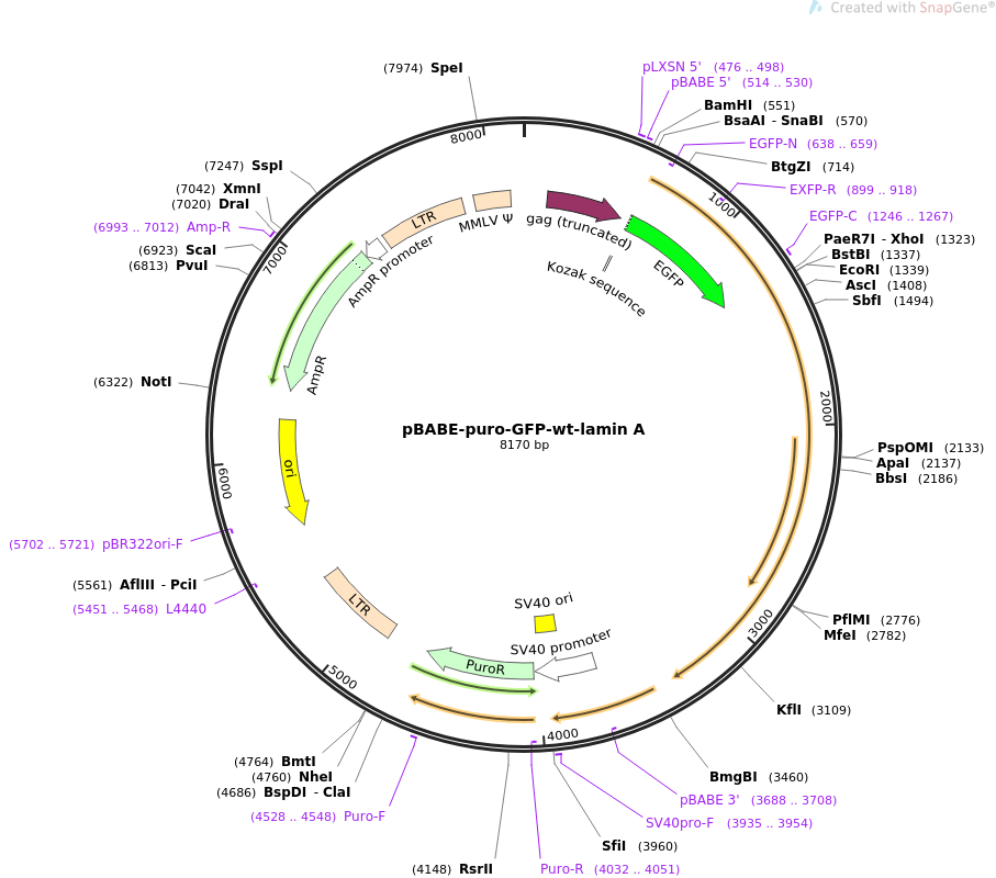 pBABE-puro-GFP-wt-lamin A质粒图谱